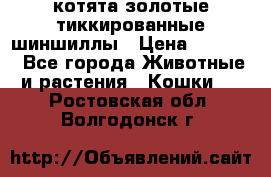 котята золотые тиккированные шиншиллы › Цена ­ 8 000 - Все города Животные и растения » Кошки   . Ростовская обл.,Волгодонск г.